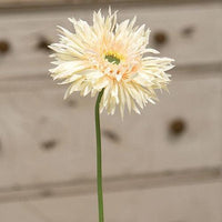 Gerbera Daisy Stem Cream Pink - The Fox Decor