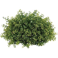 Pennington Boxwood Half Sphere 15 - The Fox Decor