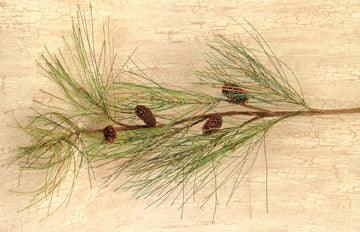 Long Needle Pine Spray - 28 - The Fox Decor