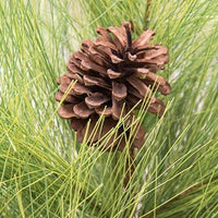 Long Needle Giant Pine Tree 24 - The Fox Decor