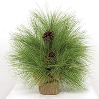 Long Needle Giant Pine Tree 24 - The Fox Decor