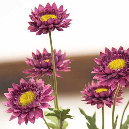 Plum Strawflower Spray 25 - The Fox Decor