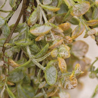 Golden Harvest Leaves Drop 14 - The Fox Decor