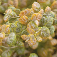 Golden Harvest Leaves Bush 19 - The Fox Decor