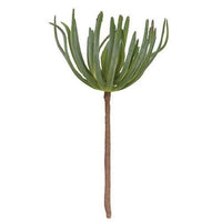 Palm Succulent - The Fox Decor