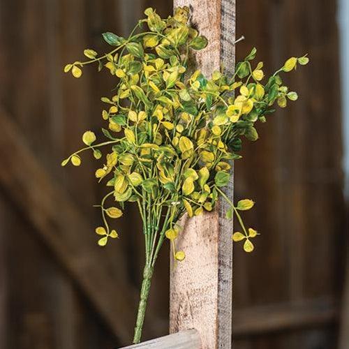 Bog Pimpernel Bush 12 - The Fox Decor