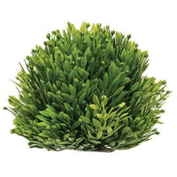 Seed Head Half Sphere 55 - The Fox Decor