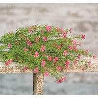 Pink Astilbe Bush 20 - The Fox Decor