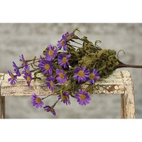 Mini Mountain Daisy Bush Purple - The Fox Decor