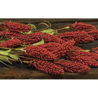 Millet Heather Bush Orange 24 - The Fox Decor