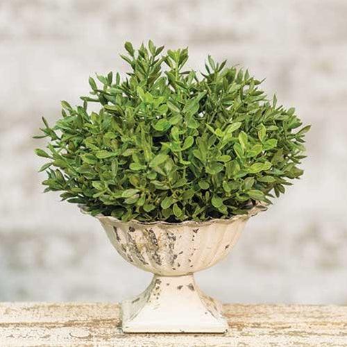 New England Boxwood Half Sphere 7 - The Fox Decor