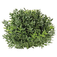New England Boxwood Half Sphere 7 - The Fox Decor
