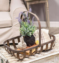 Rooted Wild Lavender, 14